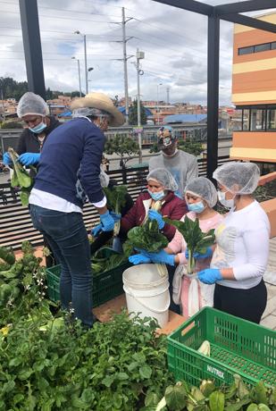 Huertical Fundación Anna Caring for Colombia